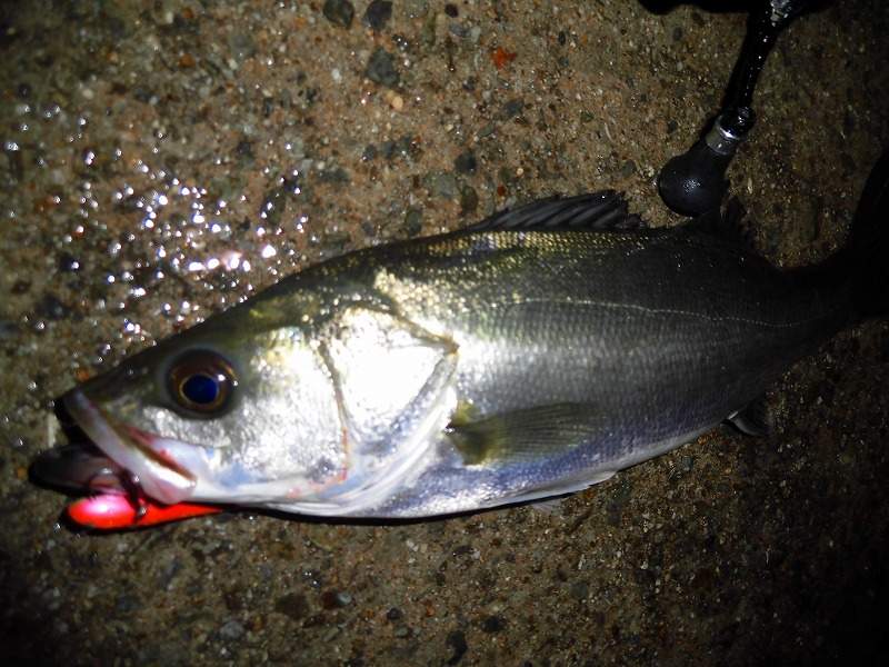 ベイエリアで釣れるシーバスの特徴や釣り方について シーバスラボラトリーセカンド