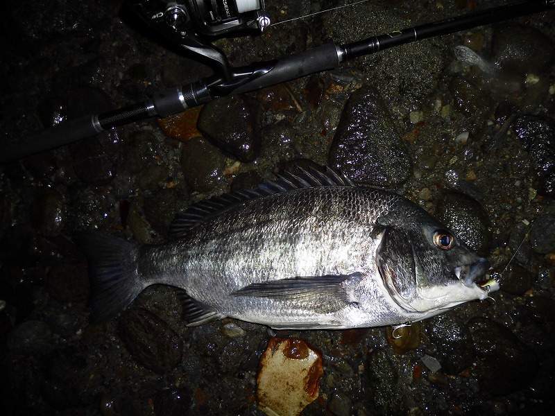 実釣 オールシマノで行く バチ抜け とりあえずシーバスやらチヌやらたくさん釣った シーバスラボラトリーセカンド