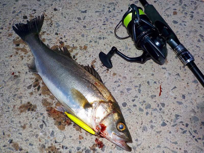 実釣 朝活ちょい釣りシーバスサスケ炸裂 シーバスラボラトリーセカンド