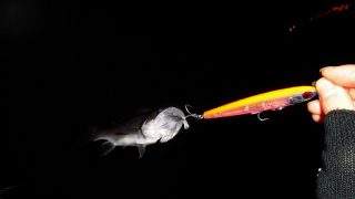 実釣 オールシマノで行く！バチ抜け、とりあえずシーバスやらチヌやら