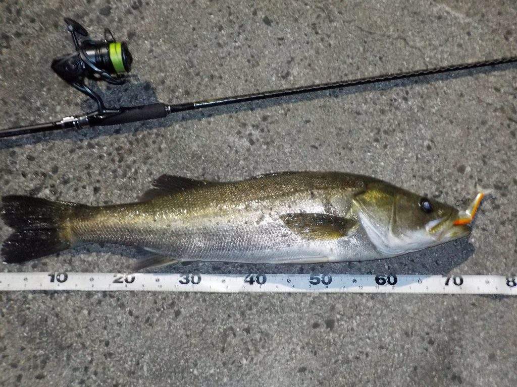 シーバス ビッグベイトの使い方と釣れない時の対処法 シーバスラボラトリー2nd