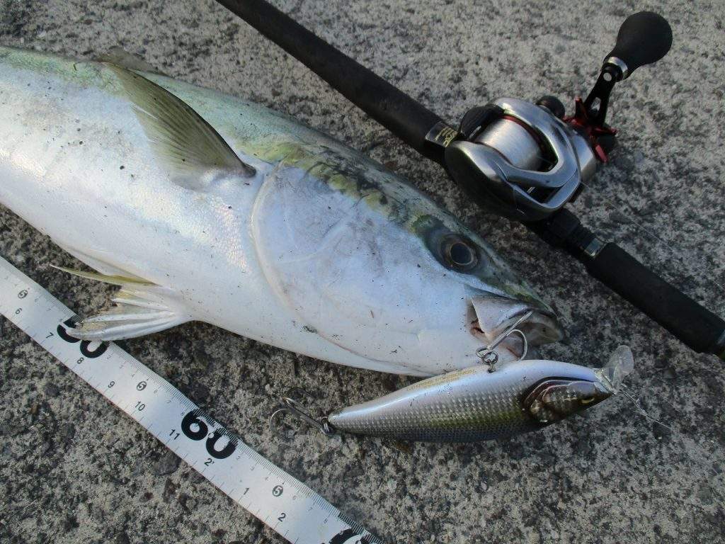 実釣 真冬の岸壁でコノシラスシャッドでハマチ炸裂