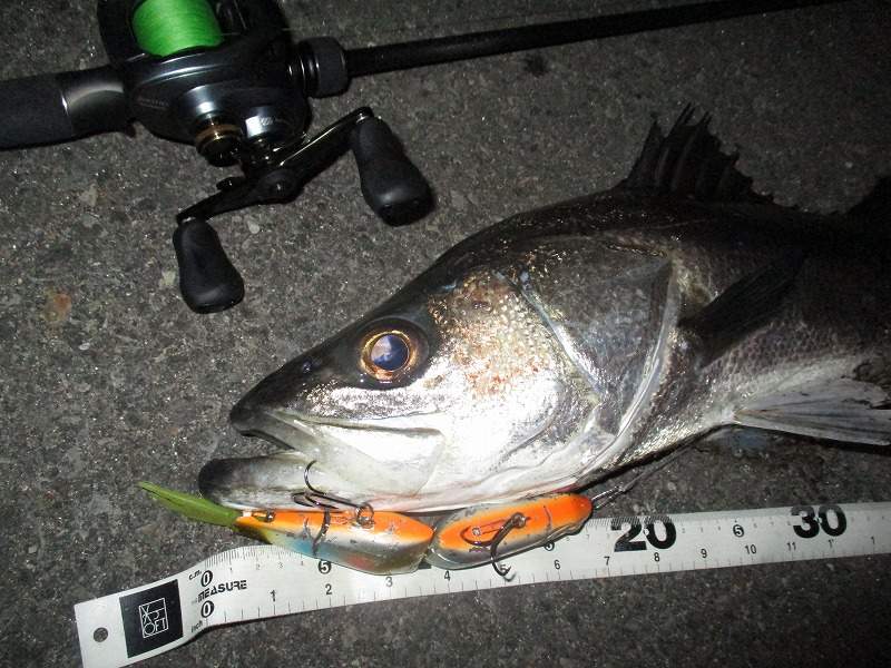 最近のビッグベイトの流行や釣果面、タックルの進化について